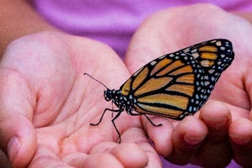 Butterfly on palm Butterfly on palm